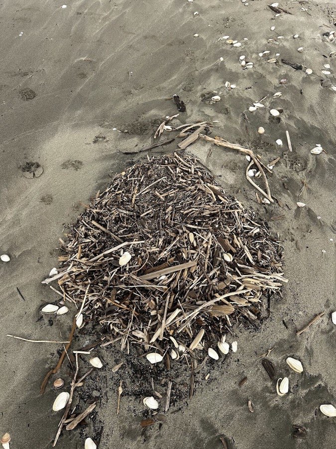 Driftwood and shells washed ashore